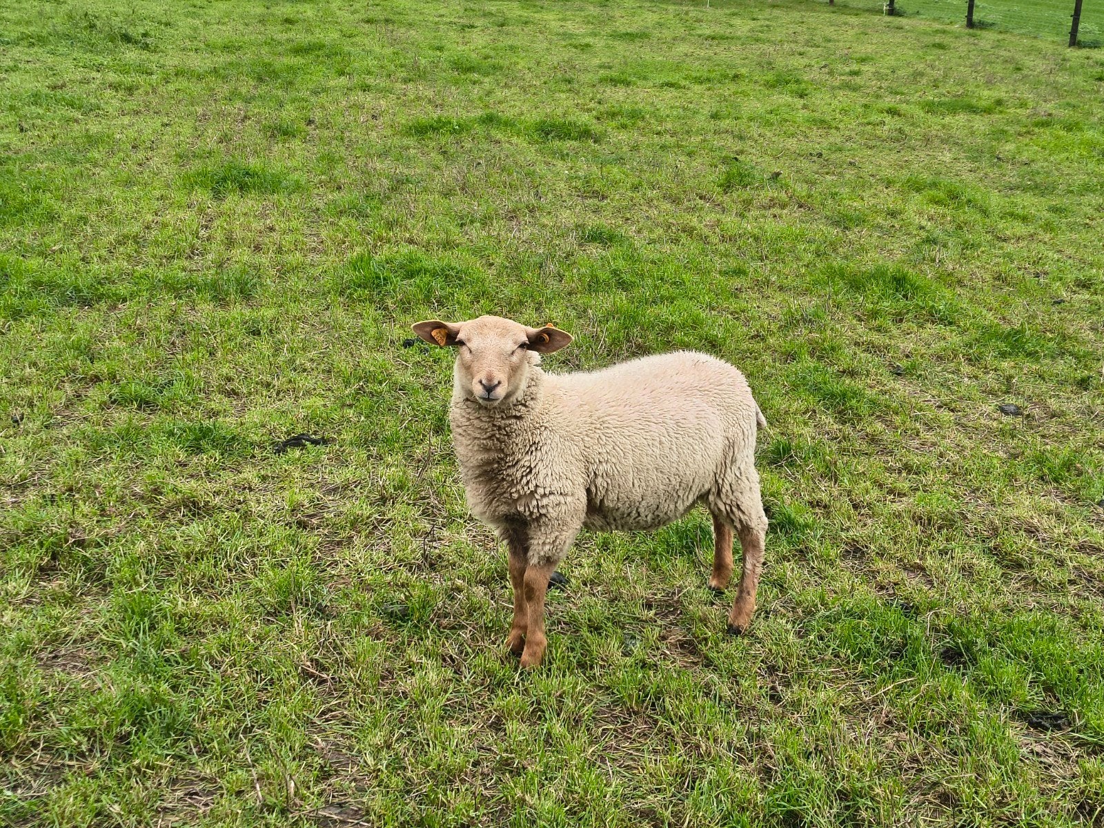Ramlam Vlaams Kuddeschaap, Dieren en Toebehoren, Mannelijk, Schaap, 0 tot 2 jaar