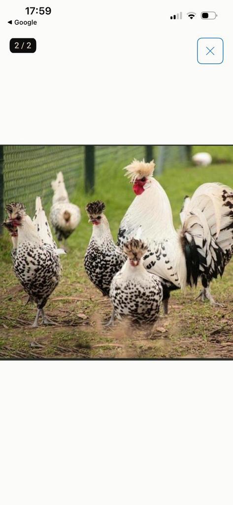 Alpenzeller, Dieren en Toebehoren