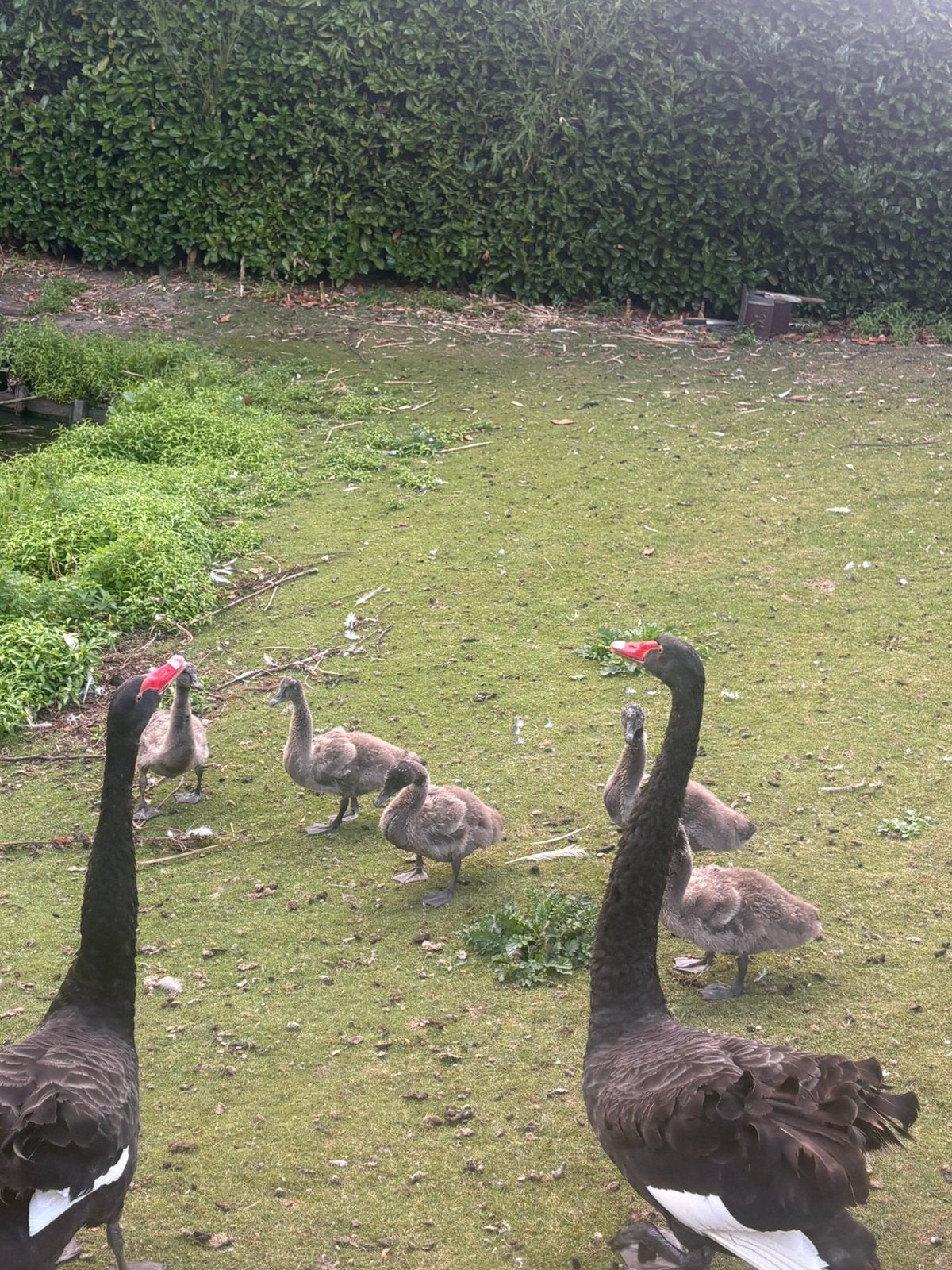5 jonge zwarte zwanen, Dieren en Toebehoren, Geslacht onbekend, Gans of Zwaan