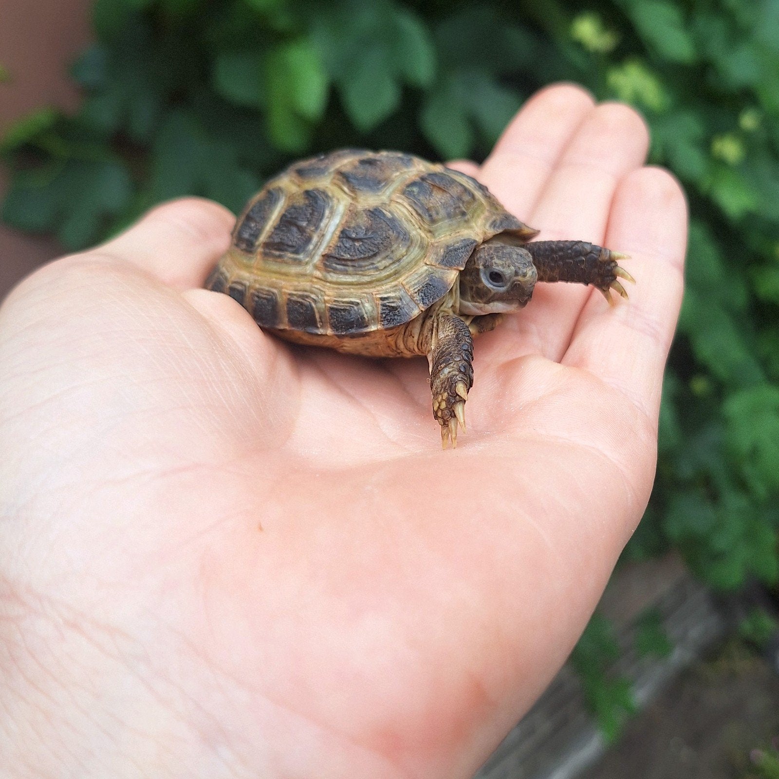 Russische vierteenlandschildpadden nakweek 2025 en 2026