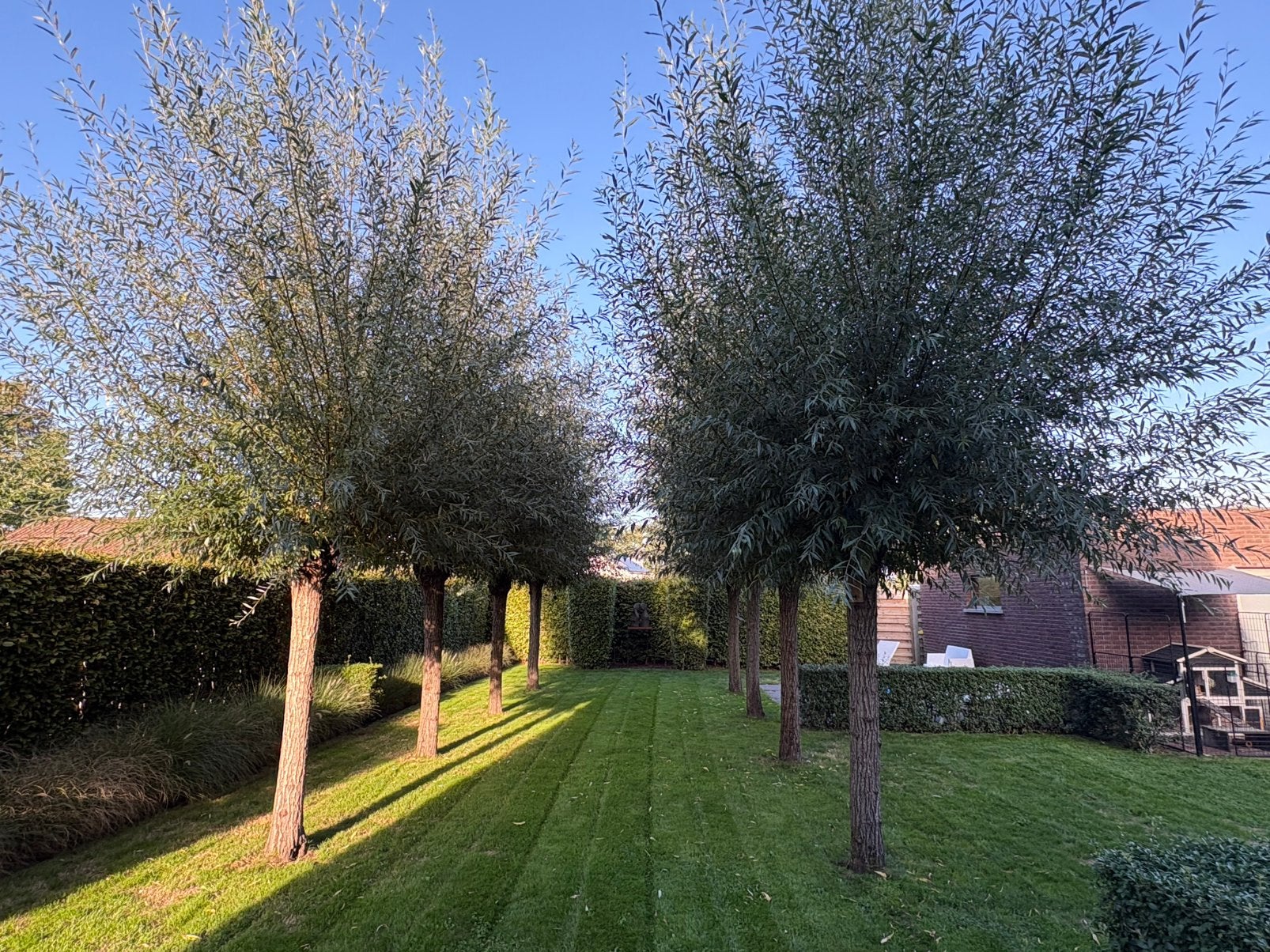 +++ 8 knotwilgen gratis snoeihout +++, 6 m³ of meer, Ophalen, Overige houtsoorten, Takken