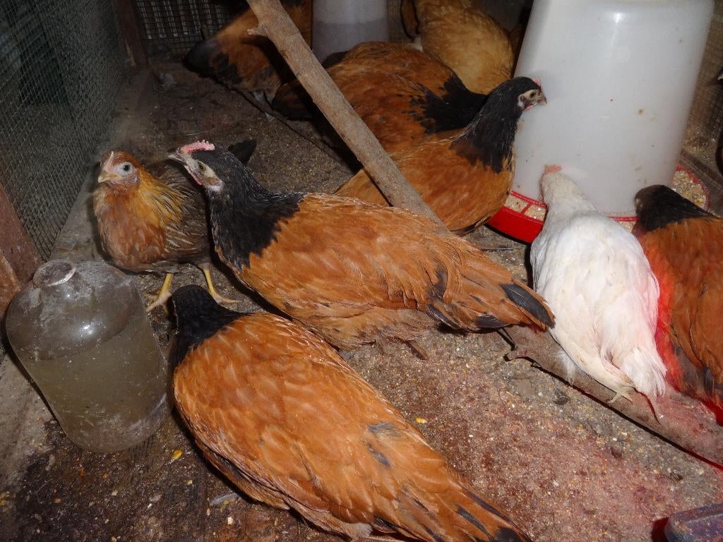 BROEDEIEREN VORWERK, Dieren en Toebehoren, Pluimvee, Geslacht onbekend, Kip
