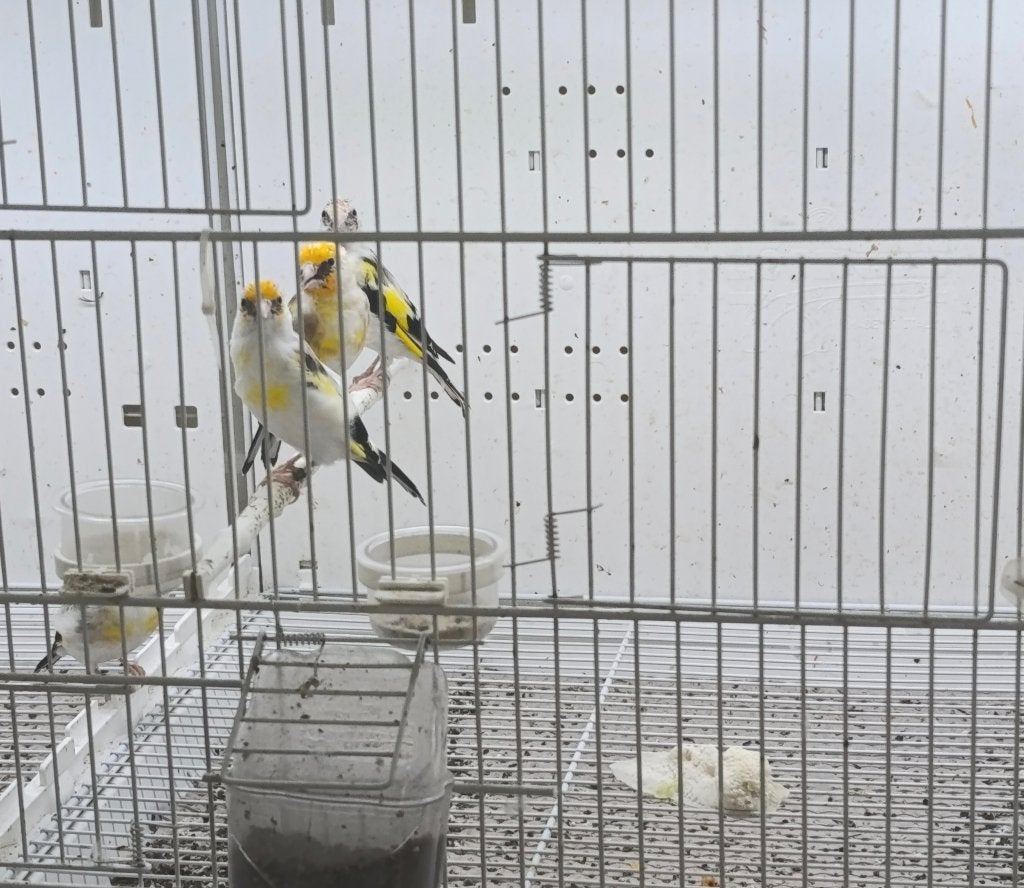 chardonneret mutation, Animaux & Accessoires, Oiseaux | Oiseaux Autre