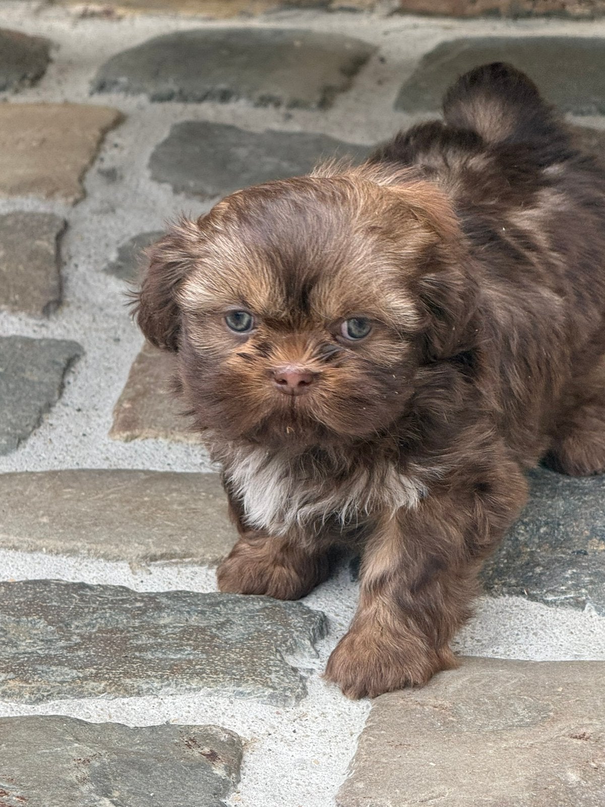 Chiots Shih Tzu, Autres races, Plusieurs, Hépatite contagieuse (maladie de Rubarth), Belgique