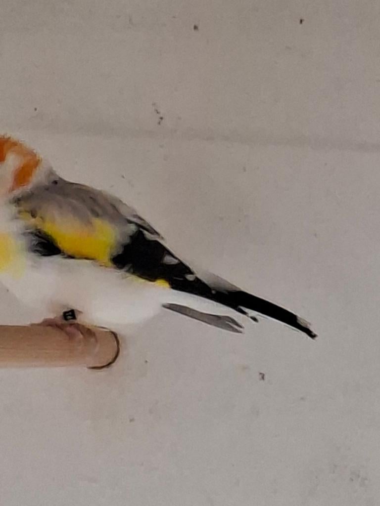 Agaat witkop putter met grijze rug, Animaux & Accessoires, Oiseaux | Oiseaux Autre, Bagué