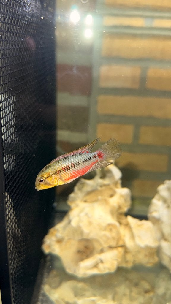 Cichliden, Dieren en Toebehoren, Vis, Zoetwatervis