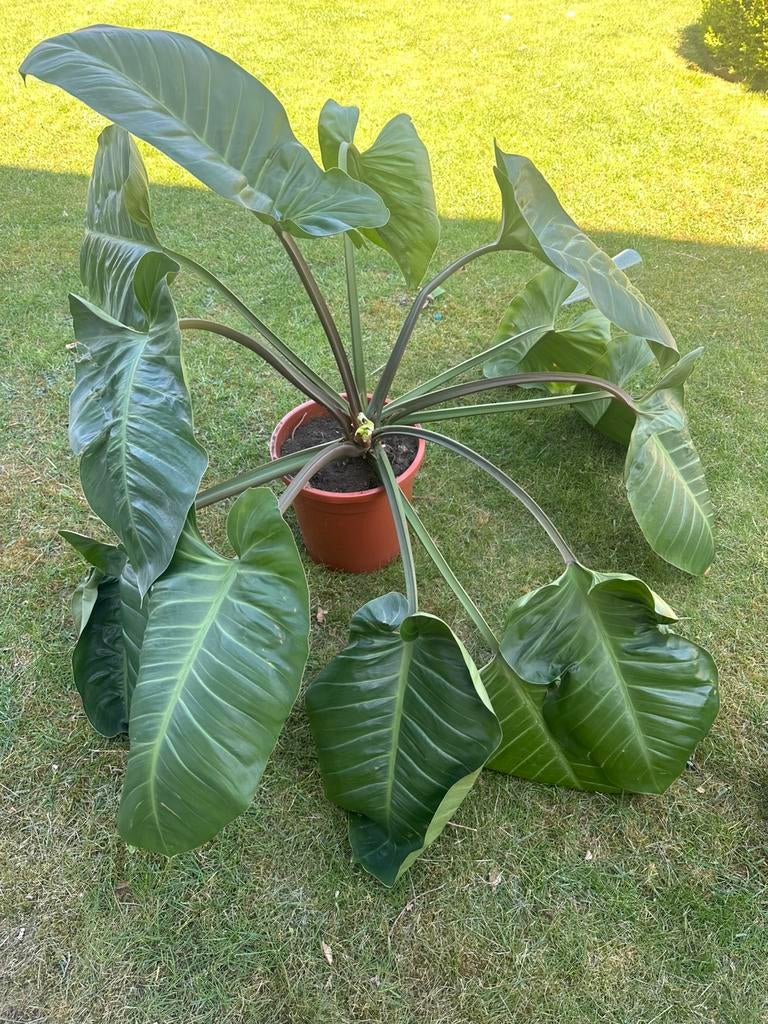 Grote plant olifantsoor, Ophalen