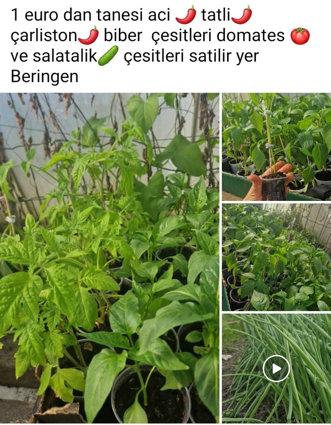 pepers zoete en pikante laatste paar stuks, Tuin en Terras, Ophalen