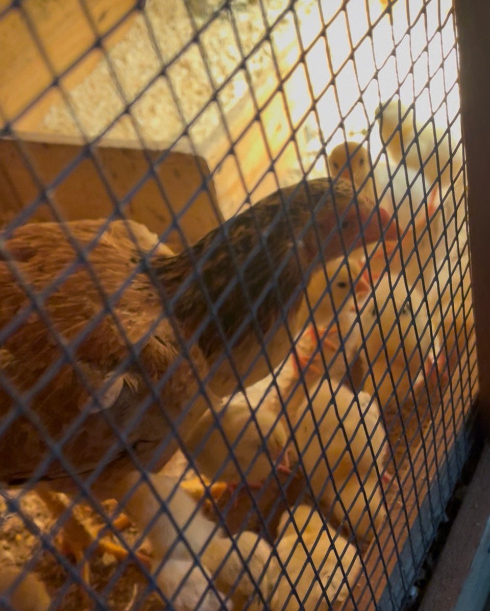 Shamo moederkip met 12 shamo kuikens, Dieren en Toebehoren