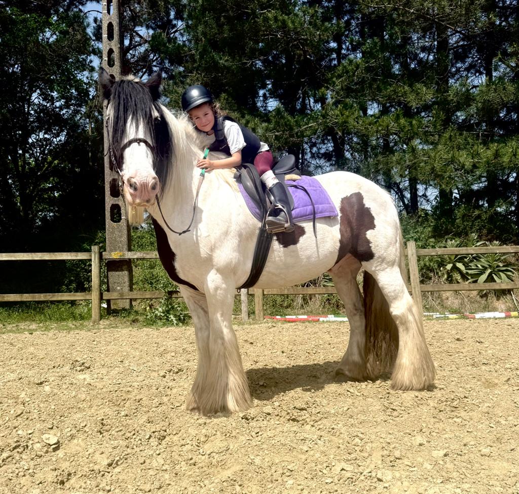 Coole tinker, Animaux & Accessoires, Poneys, Hongre, B, 11 ans ou plus