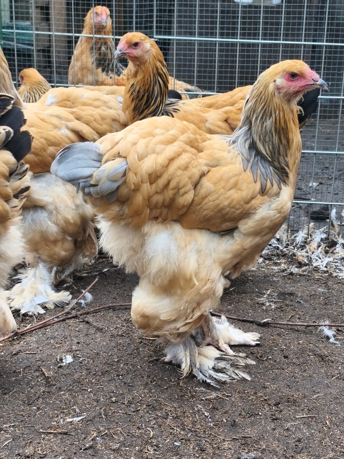 Poules Brahma Big Fowl, Femelle