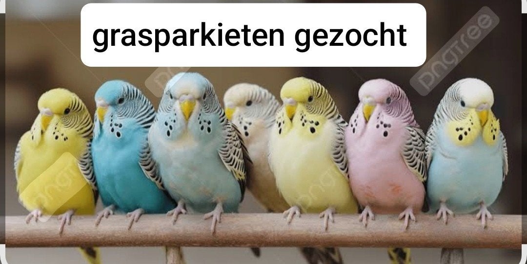 Grasparkieten gezocht, Plusieurs animaux, Perruche