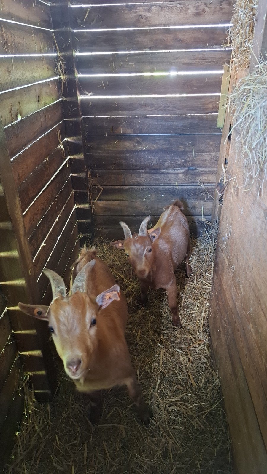 2 dwerggeiten bokjes