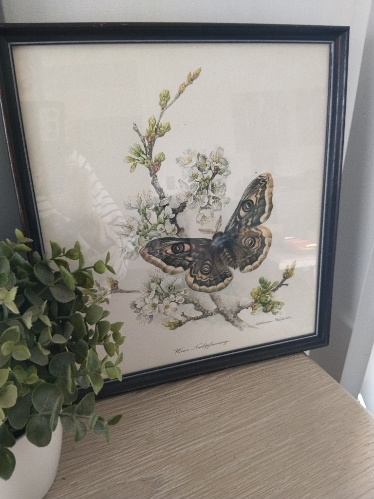 vintage houten kader met prent vlinder achter glas, Huis en Inrichting, Vintage, Ophalen of Verzenden, Zo goed als nieuw, Achter glas
