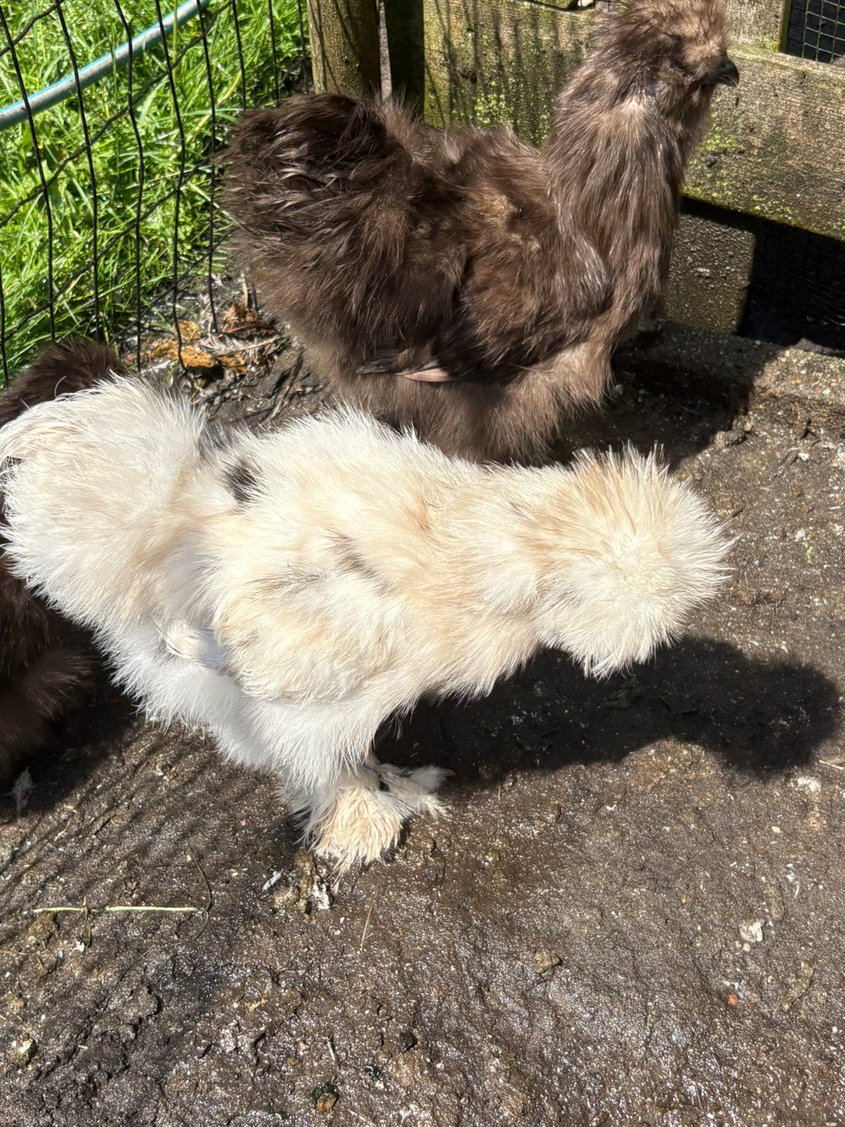 Gratis hanen, Dieren en Toebehoren, Mannelijk, Kip