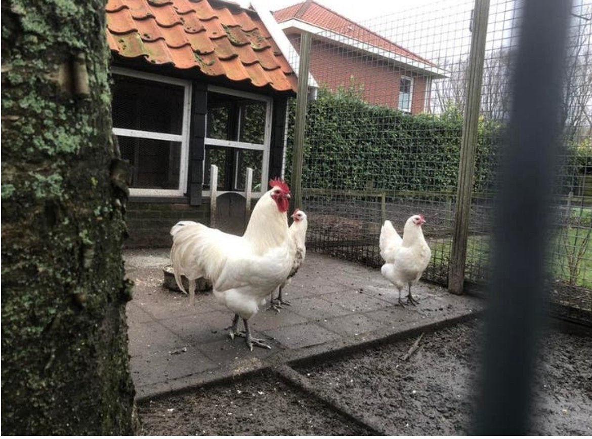 Kuikens witte australorp (6weken oud), Dieren en Toebehoren, Pluimvee