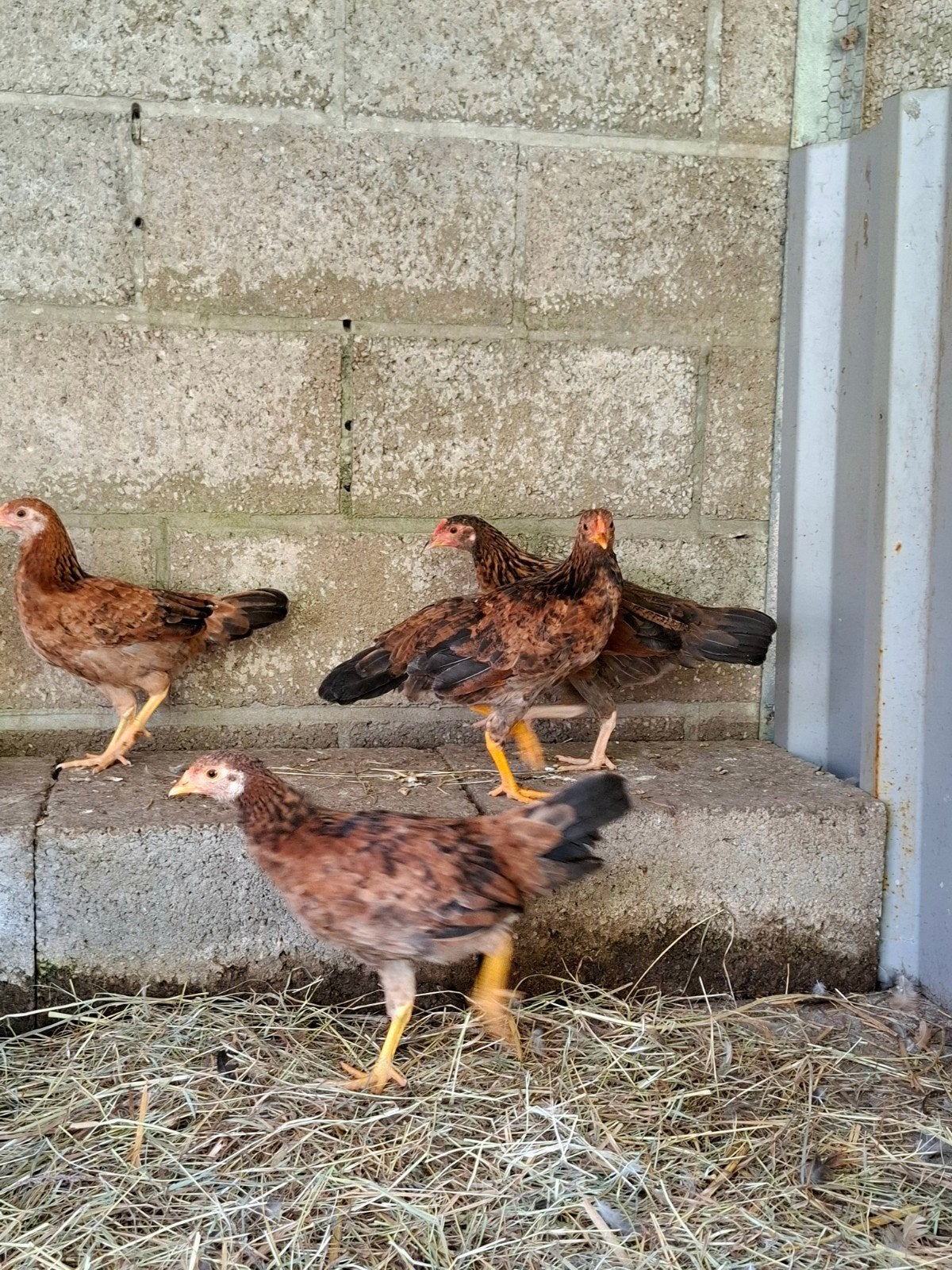 jonge kippen, Animaux & Accessoires
