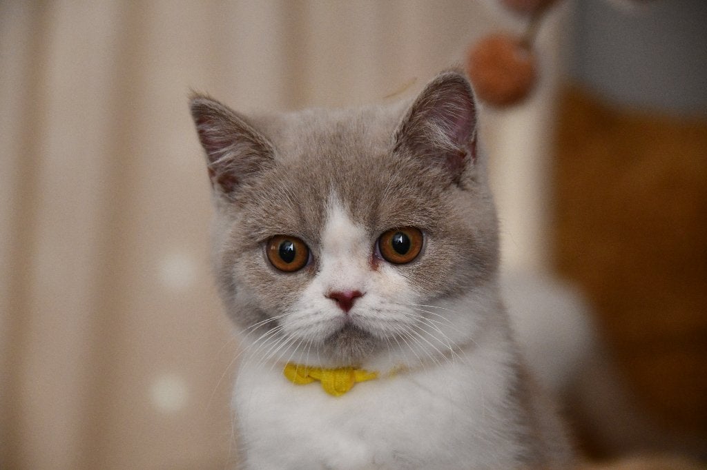 brits korthaar kitten, Animaux & Accessoires, Chatte ou Chat, Avec pedigree, 0 à 2 ans