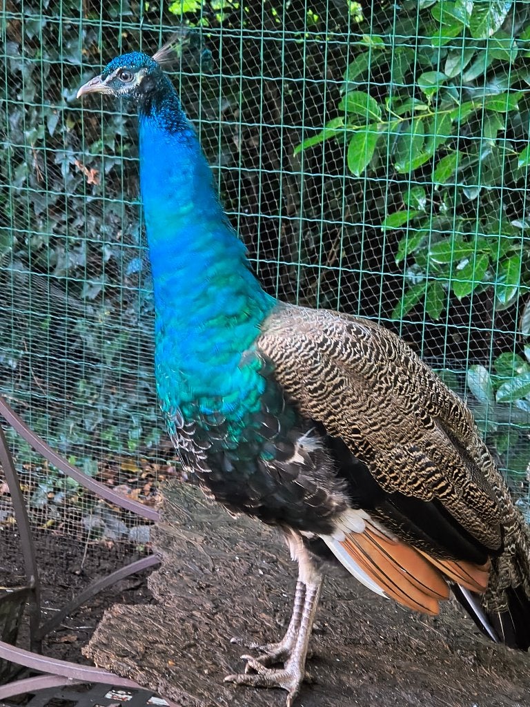 Pauwenhanen van 1 jaar te koop, Mannelijk, Tropenvogel, Tam