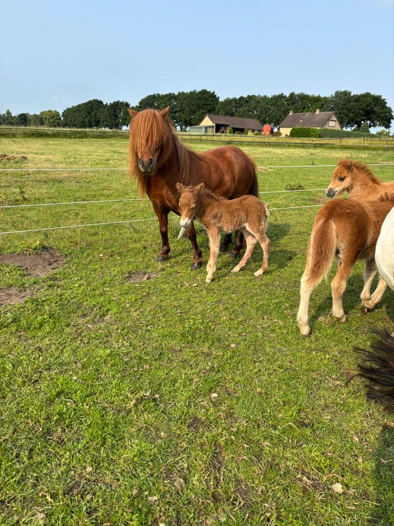 Weiland gezocht
