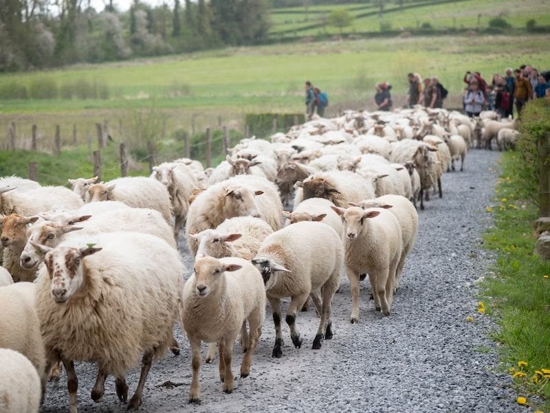 Gratis schapen wegens verhuis!!, Dieren en Toebehoren