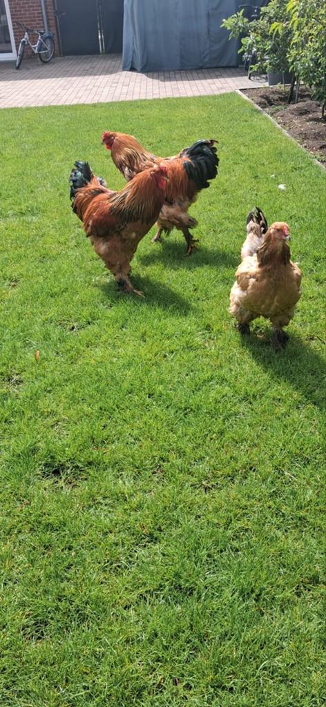 Brahma kippen, Dieren en Toebehoren