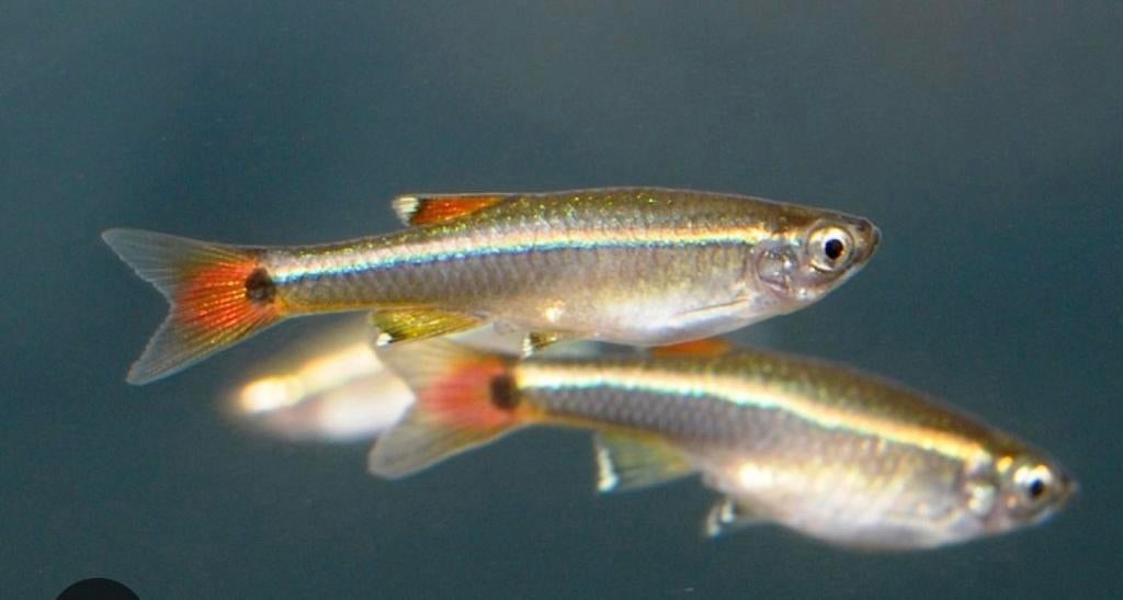 à donner, Animaux & Accessoires, Poissons | Aquariums & Accessoires, Enlèvement