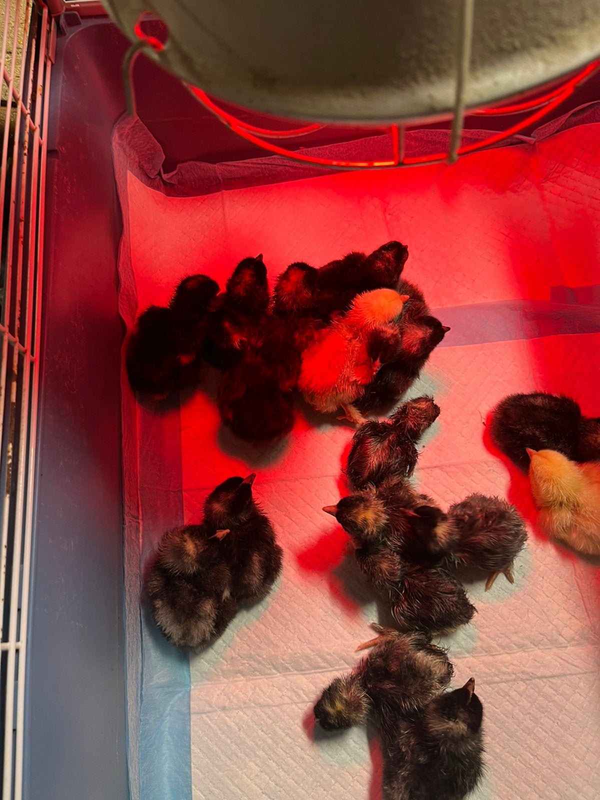 Eendagskuikens Mechelse koekoek, Dieren en Toebehoren, Pluimvee