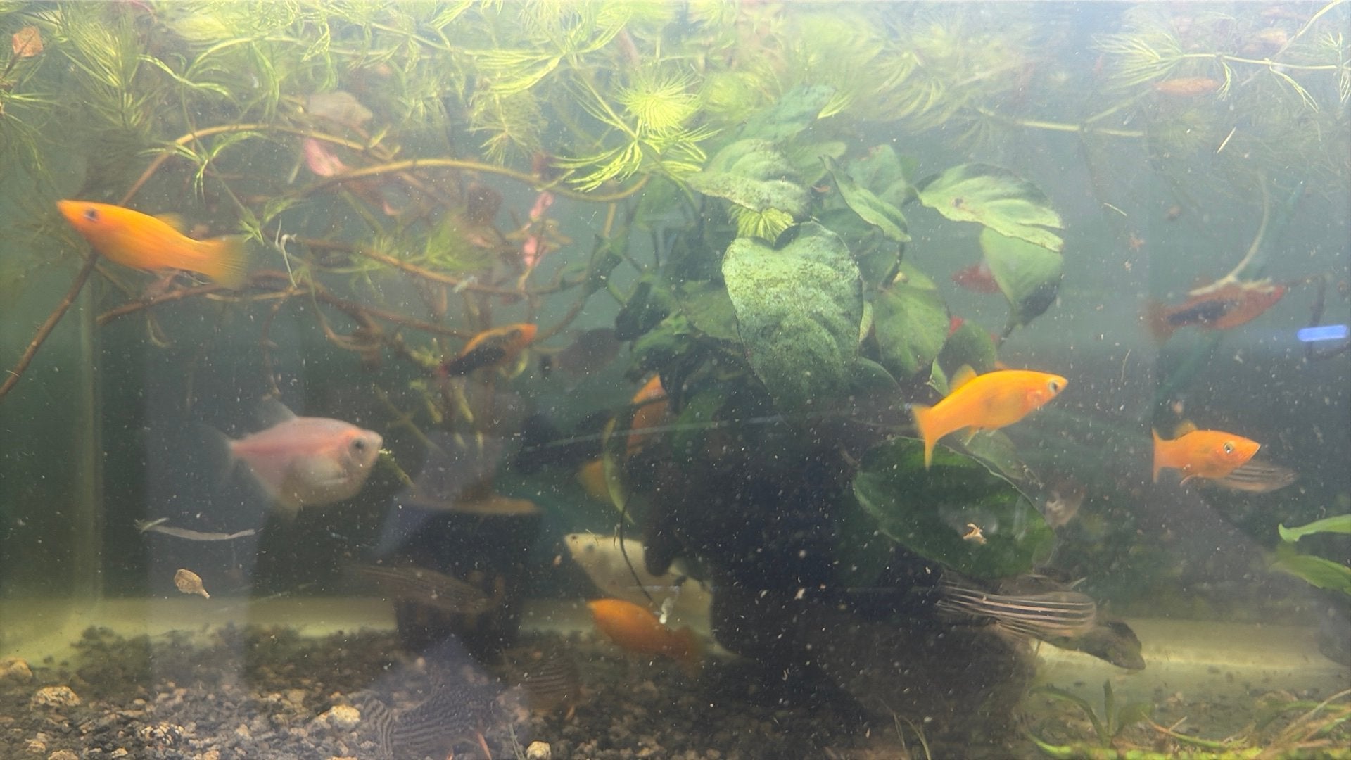 Visbestand 35 tropische vissen, Poisson, Poisson d'eau douce