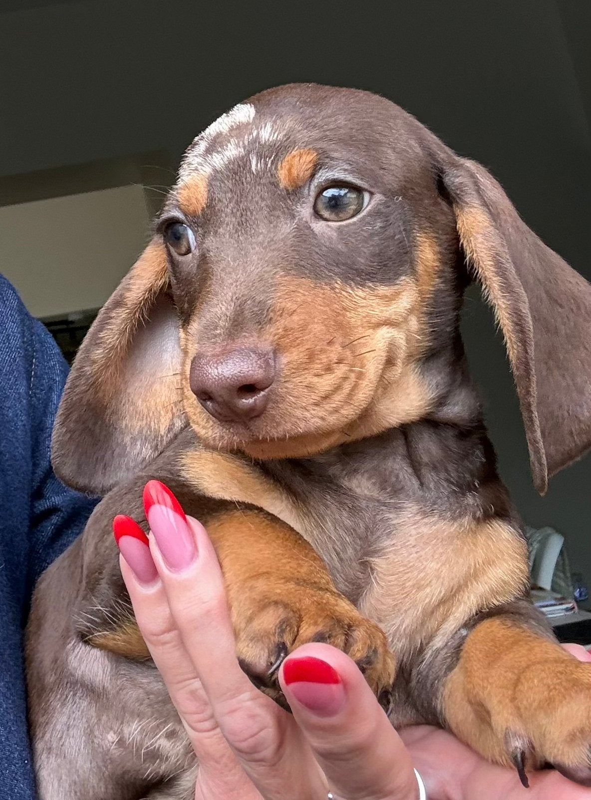 2 choco gevlekte dwergteckel reutjes, Parvo, België, Reu, 8 tot 15 weken