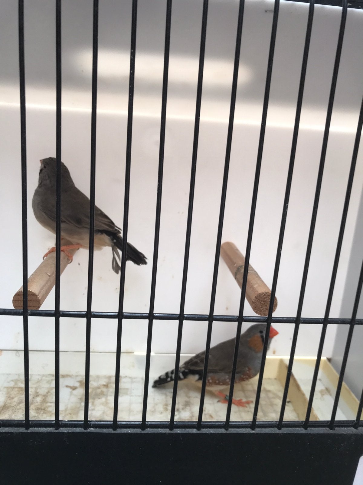 Split charcoal zebravink man en pop, Dieren en Toebehoren, Vogels | Kanaries