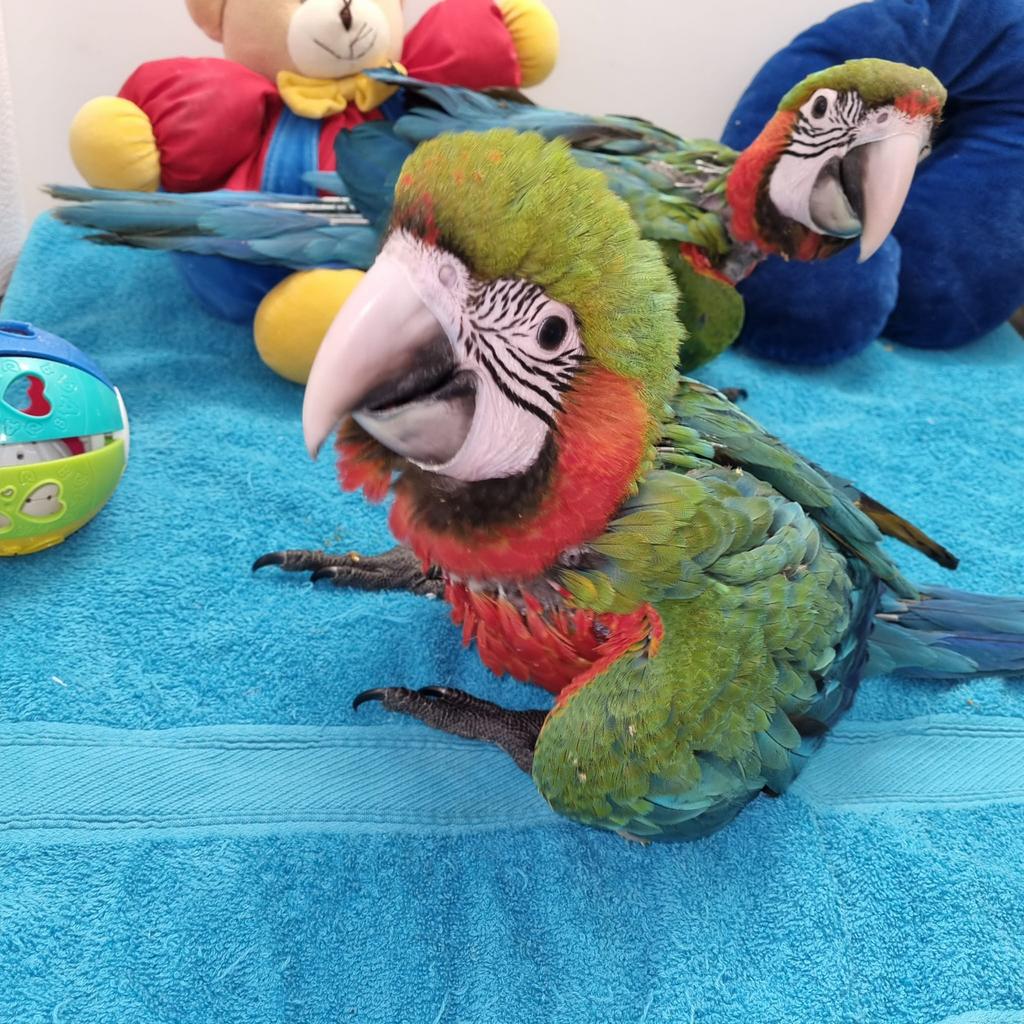 Jonge super tamme Harlekijn ara, Dieren en Toebehoren, Vogels | Parkieten en Papegaaien, Papegaai, Pratend