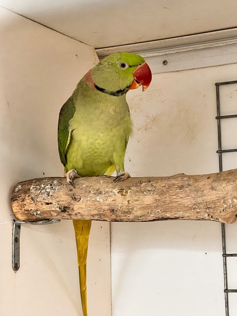 Grand Alexandre, Plusieurs animaux, Perroquet, Bagué