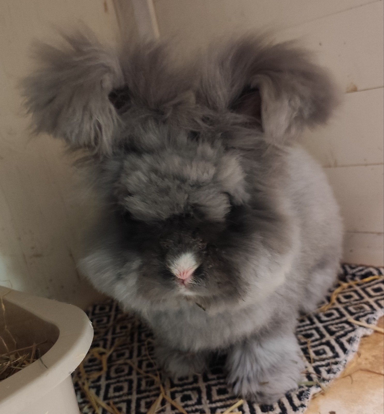 Ras zuivere Engelse Angora konijn, Animaux & Accessoires, Rongeurs & Lapins | Accessoires, Soins, Enlèvement
