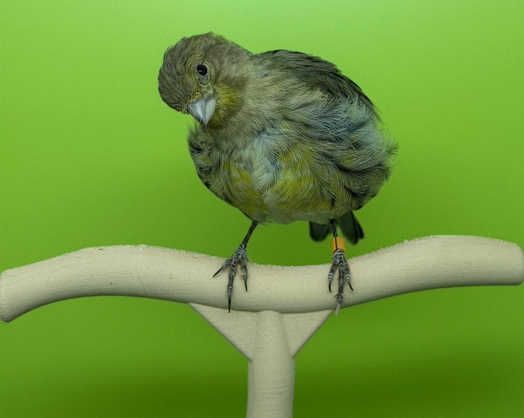 Fife fancy postuur kanarie van 2026, Dieren en Toebehoren, Vogels | Kanaries, Postuurkanarie