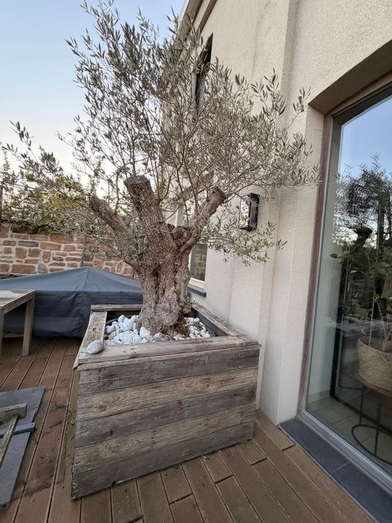 Oude olijfboom in pot, Tuin en Terras, 100 tot 250 cm, Olijfboom, Ophalen, Volle zon