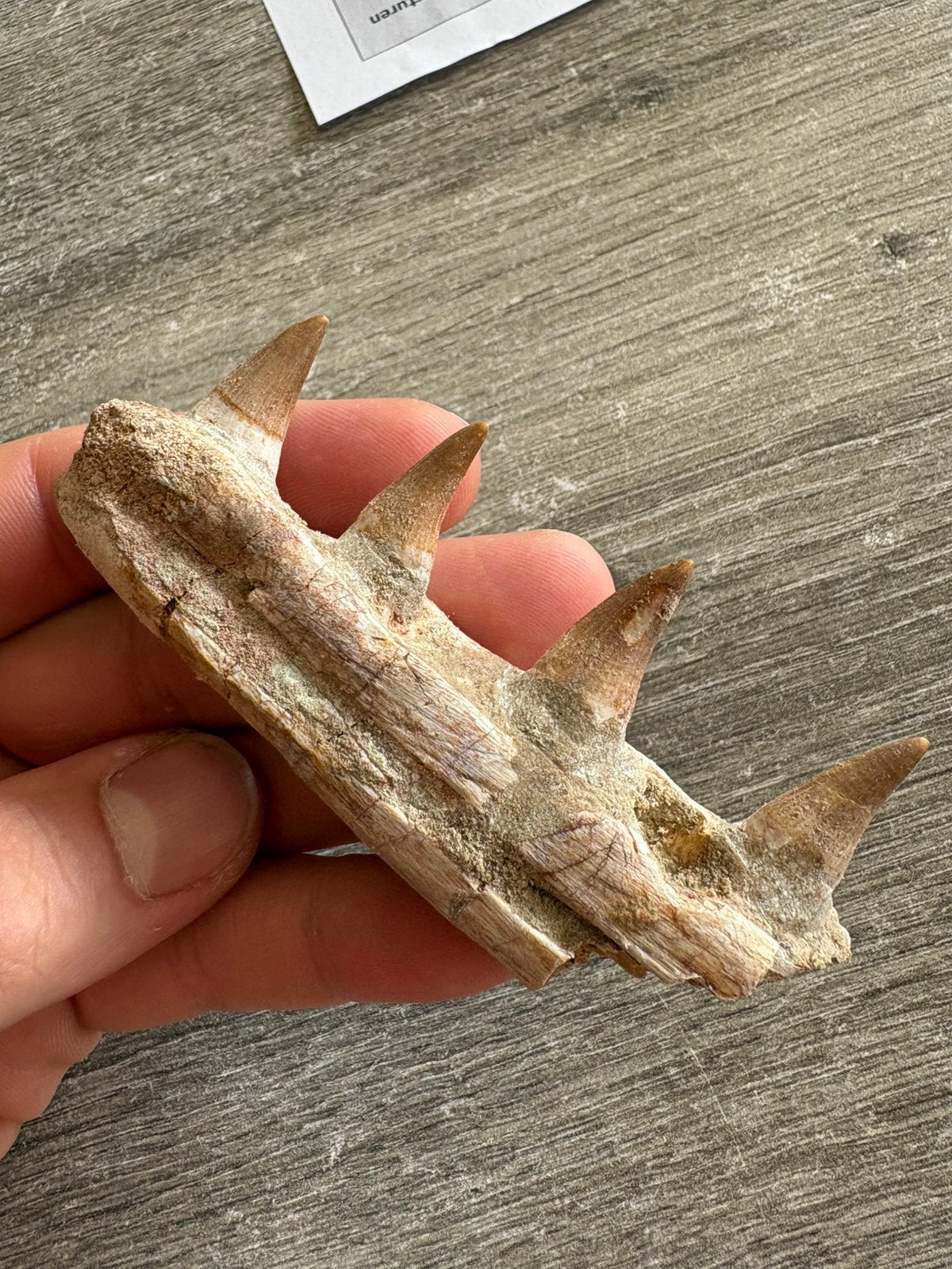 Mosasaurus kaakfragment met 4 tanden - 10 cm, Verzamelen, Ophalen of Verzenden, Fossiel