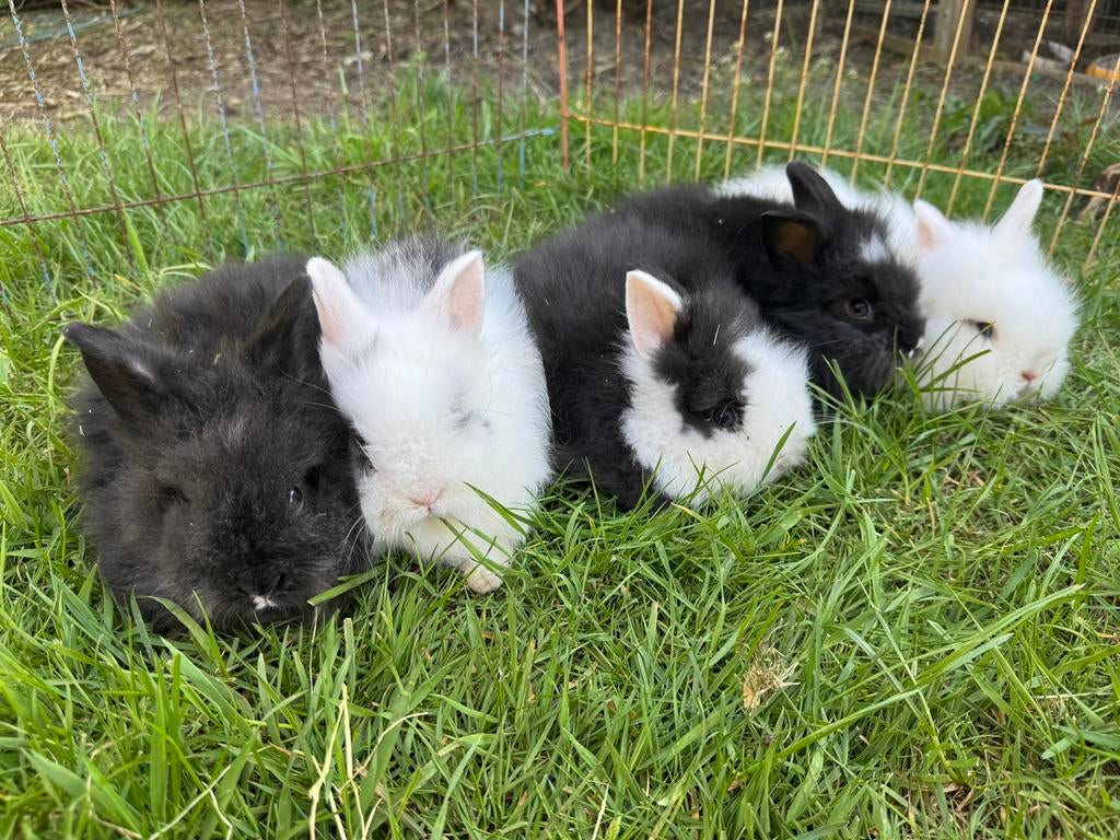 Teddy dwergkonijntjes, Mars, Plusieurs animaux, Domestique