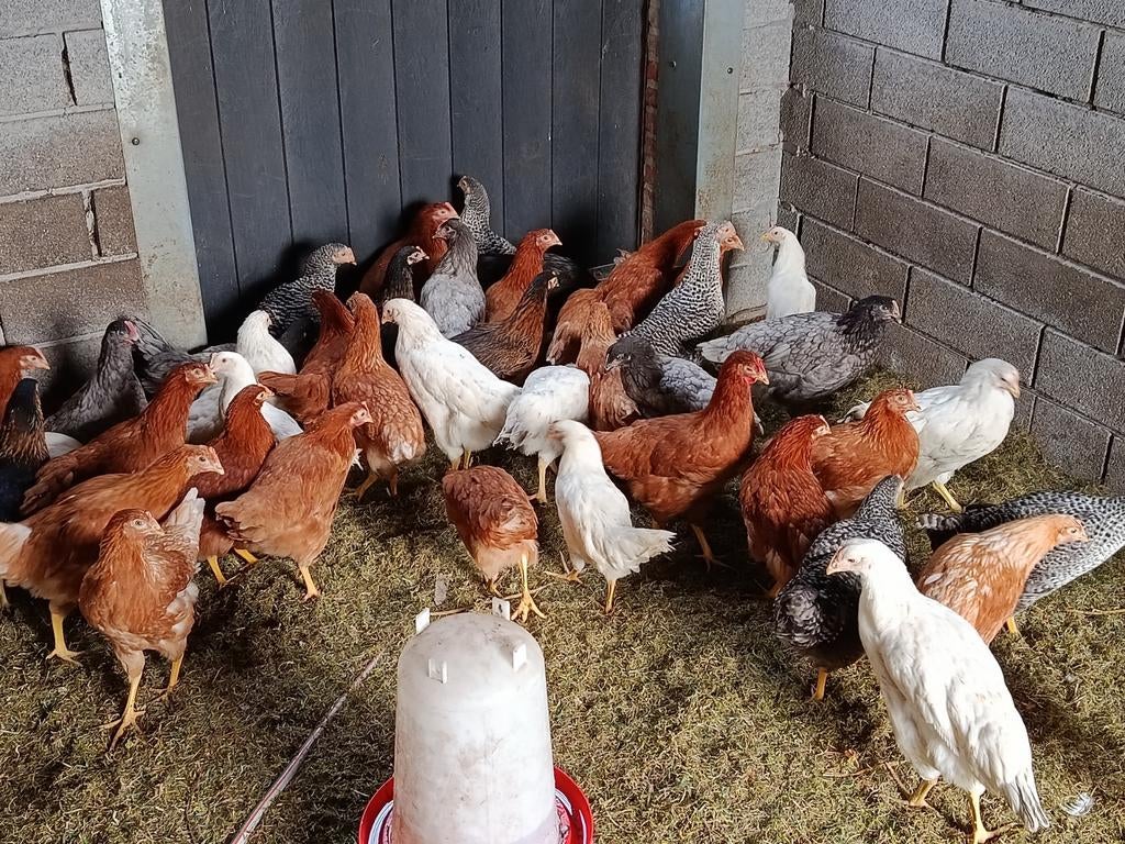 jonge sussex legkippen en andere rassen, Dieren en Toebehoren, Kip
