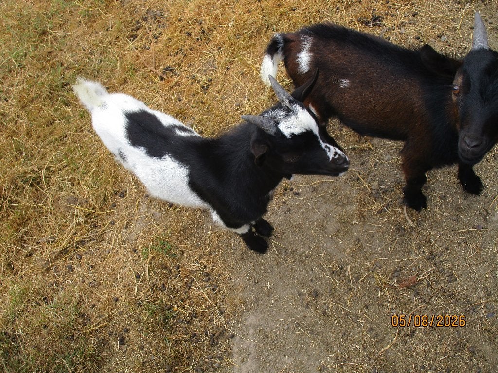 geitjes, Animaux & Accessoires, Moutons, Chèvres & Cochons