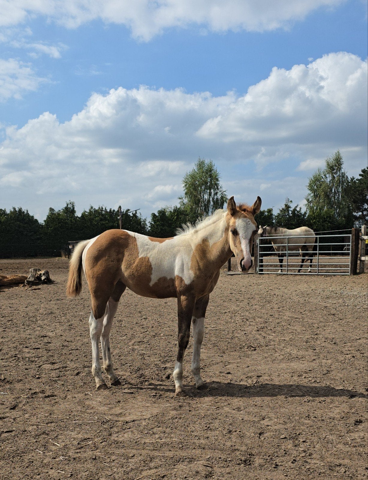 Super Mooi Red dun tobiano splash 1 merrieveulen, Dieren en Toebehoren, Merrie, Met stamboom, Niet van toepassing, 0 tot 2 jaar