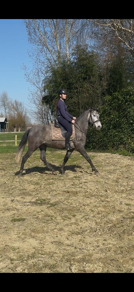 Knappe 5 jarige pre/Fries ruin, Dieren en Toebehoren, Paarden, Gechipt, Minder dan 160 cm, Ruin, Zadelmak