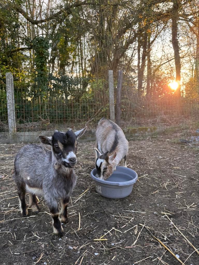 Weide gezocht Heultje/Hulshout, Dieren en Toebehoren, Weidegang