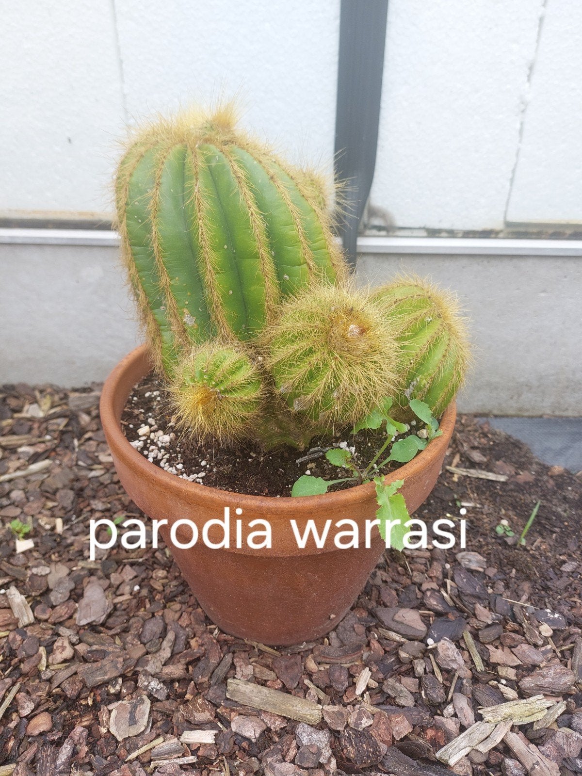 cactus, Huis en Inrichting, Kamerplanten, Ophalen, Cactus
