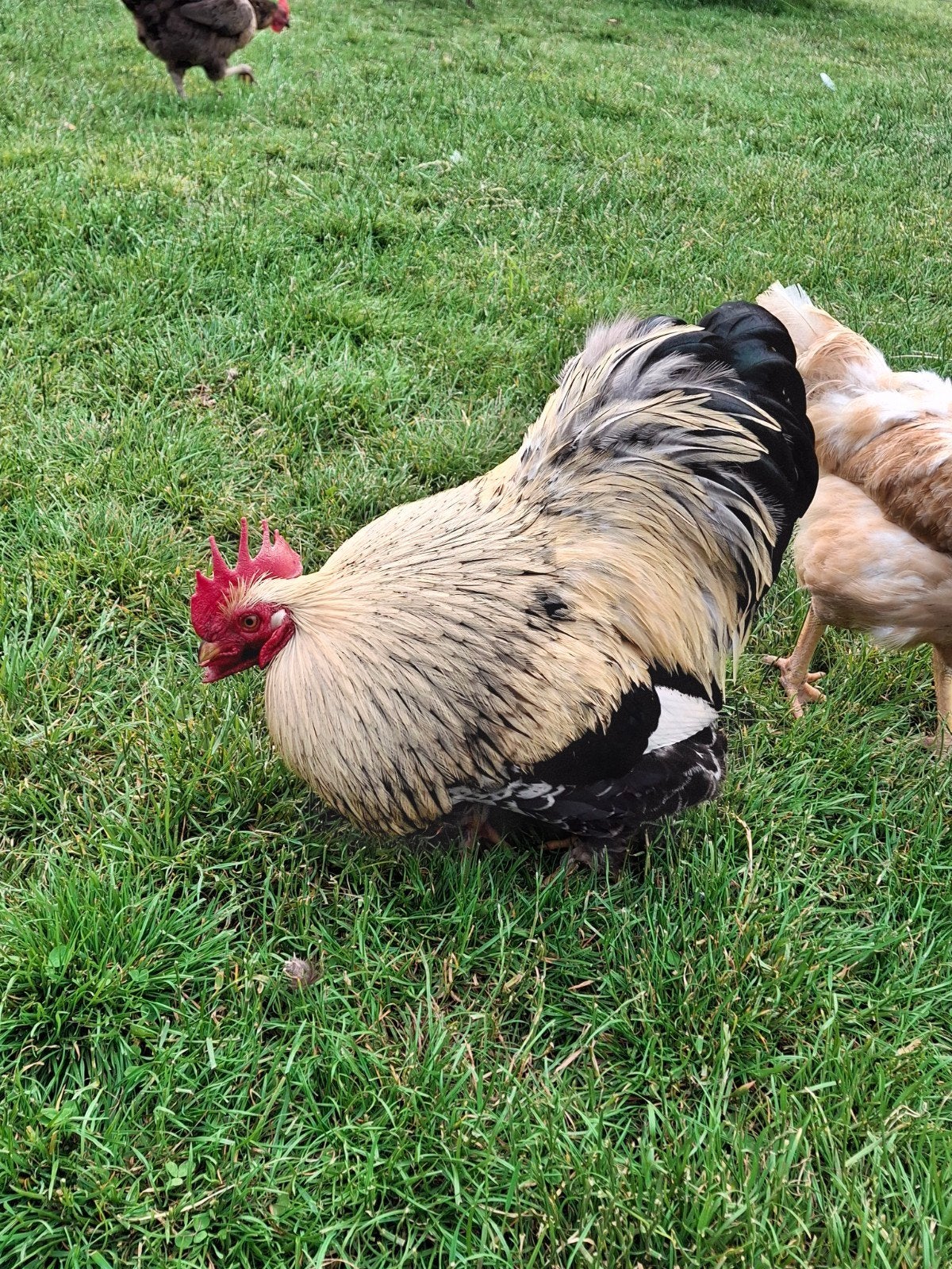 Mooie Haan, Dieren en Toebehoren