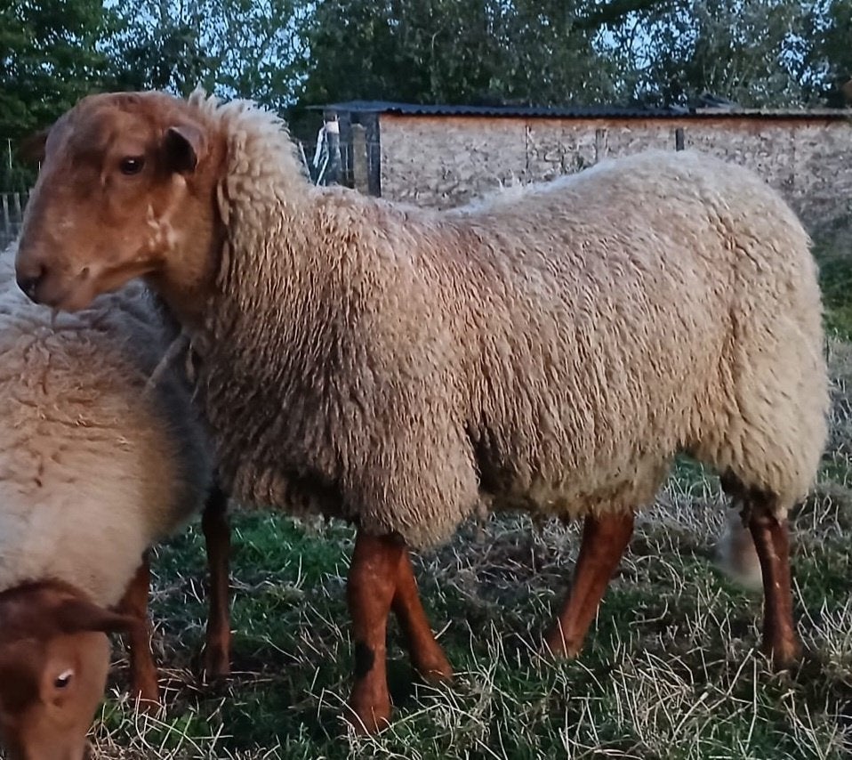 voskop ram, Dieren en Toebehoren, Mannelijk, Schaap