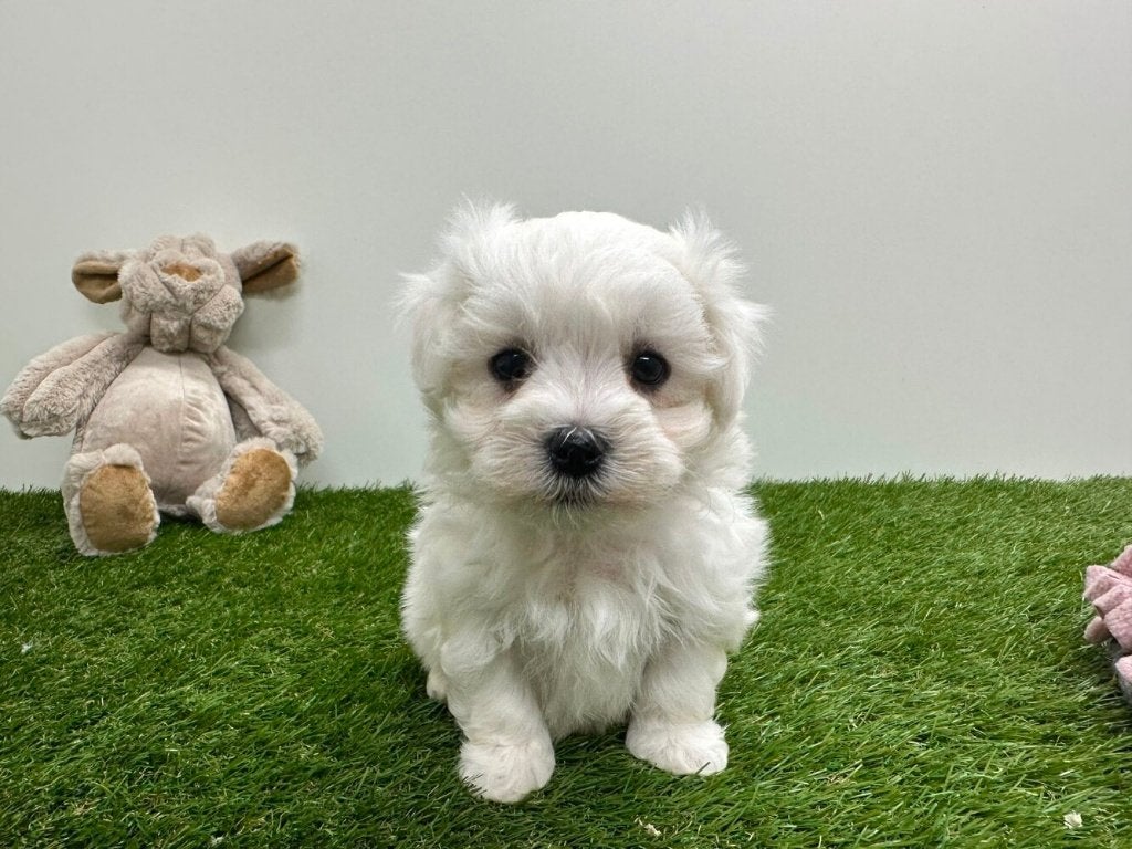 Portée de chiots Bichon Maltais - petite taille, Animaux & Accessoires, Bichon maltais, Plusieurs, Hépatite contagieuse (maladie de Rubarth)