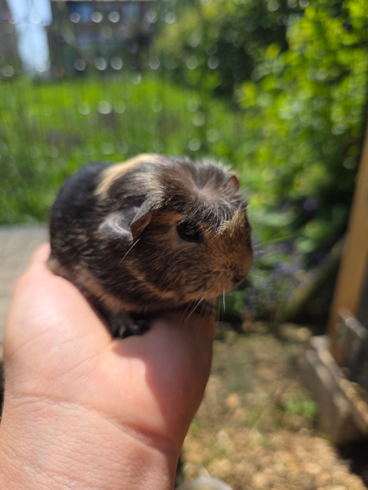 Cavia beertje, Juni, Cavia