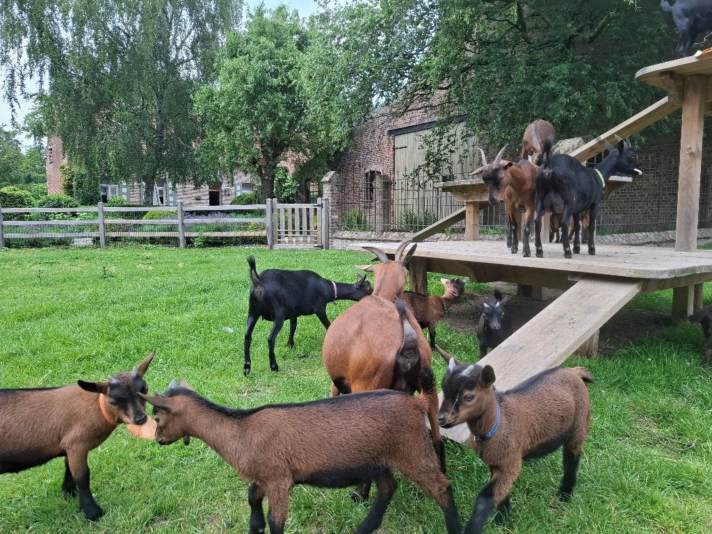 zwarte en bruine dwerggeitenbokjes, Animaux & Accessoires, Animaux Autre, Avril, Mâle