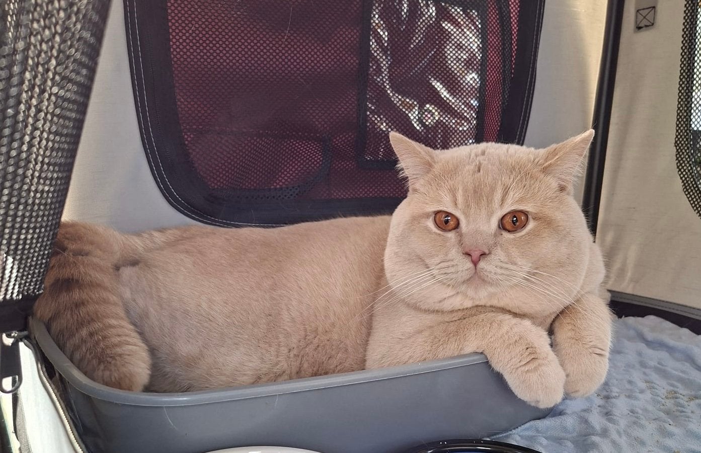 Dekkater (niet te koop), 0 à 2 ans